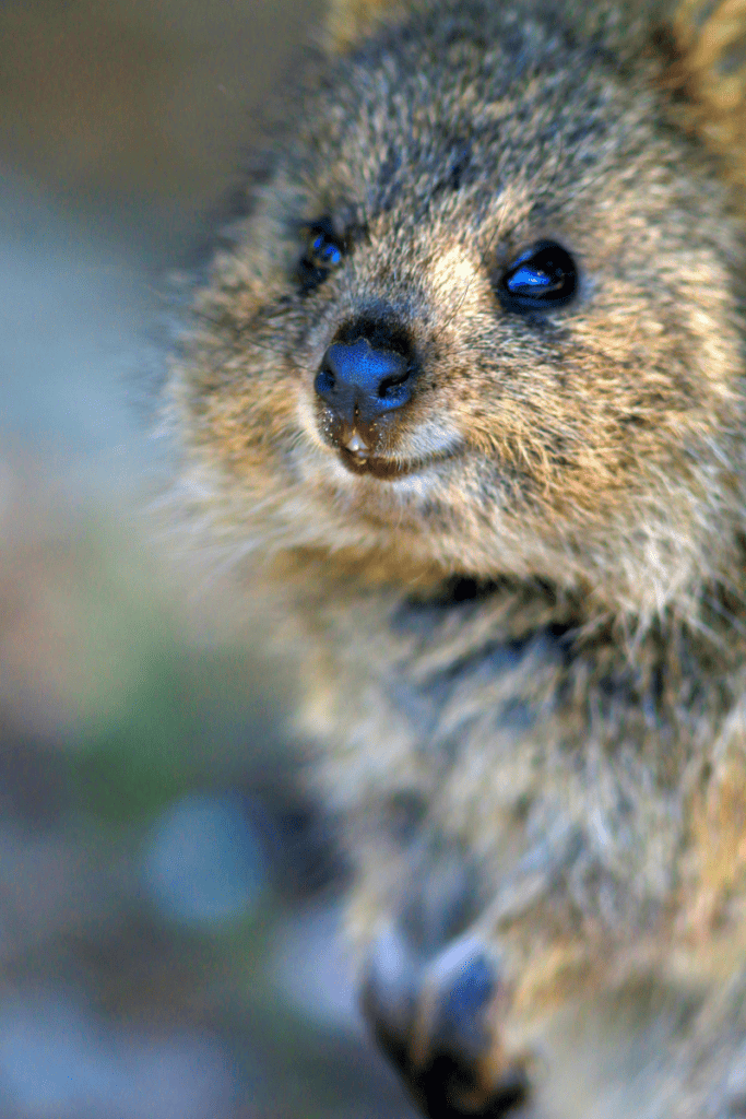 Quokka from Rottnest island 
