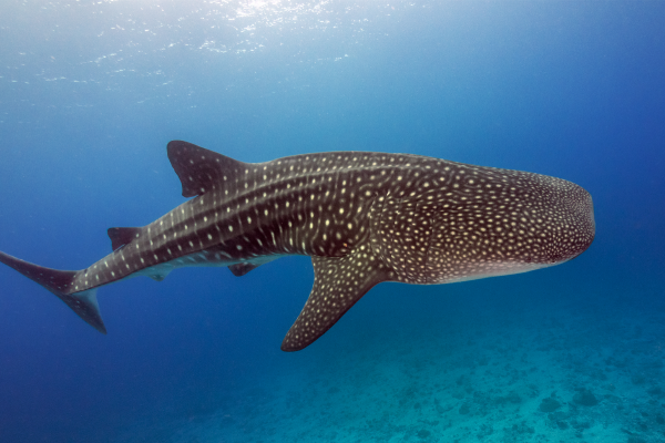 Exmouth whale shark